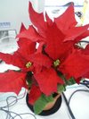 20061128_poinsettia